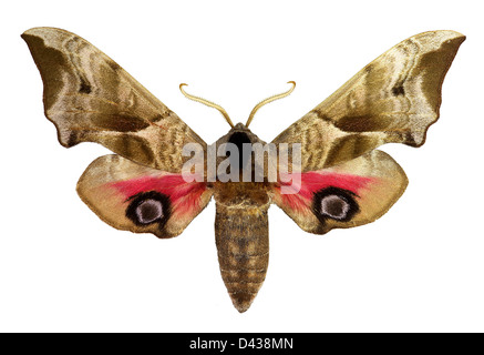 Eyed Hawk-Moth (Smerinthus ocellatus) Foto Stock