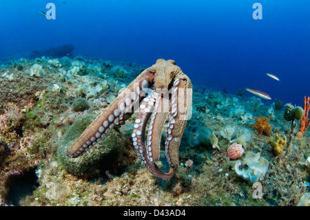 Octopus vulgaris, polpo di scoglio, Croazia, Mare Mediterraneo, il Parco Nazionale di Kornati Foto Stock