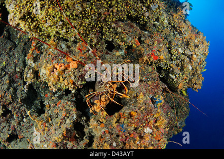 Palinurus elephas Aragosta mediterranea europeo comune di aragoste nella parete di roccia Croazia Mare Mediterraneo il Parco Nazionale di Kornati Foto Stock