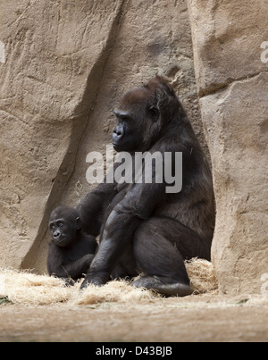 Dieci mesi Monroe, baby gorilla a San Diego Safari Park nato il 17 giugno 2011 madre di Kokomo e padre Winston Foto Stock