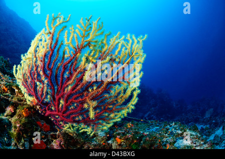 Paramuricea clavata rosso o viola grande gorgonie cambia colore di gorgonie Croazia Mare Mediterraneo il Parco Nazionale di Kornati Foto Stock