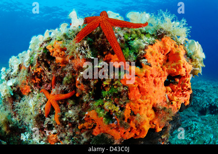 Echinaster sepositus und Crambe crambe, stella rossa e pesce rosso-arancione spugna incrostante, Croazia, il Parco Nazionale di Kornati Foto Stock