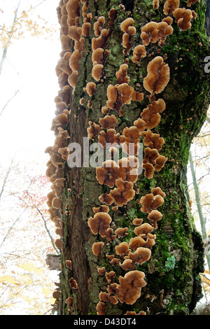 La Turchia fungo di coda su decadendo tronco di albero, bosco di latifoglie e USA Foto Stock