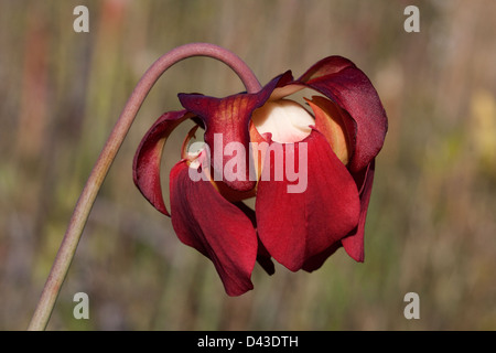 Fiore di carnivori di bianco-sormontato pianta brocca Sarracenia leucophylla Alabama USA Foto Stock