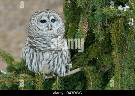 Bloccate Allocco (Strix varia) seduta nella struttura ad albero di abete rosso e USA Foto Stock