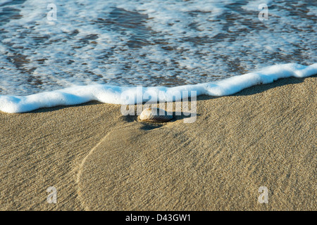 Incontra l'Oceano Beach, Massachusetts, STATI UNITI D'AMERICA Foto Stock