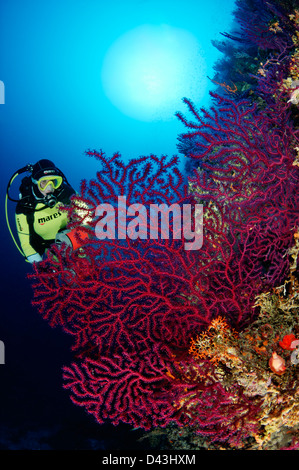 Paramuricea clavata, rosso o viola grande gorgonie e scuba diver, Croazia, Mare Mediterraneo, il Parco Nazionale di Kornati Foto Stock