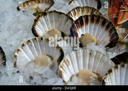 Capesante fresche per la vendita Foto Stock