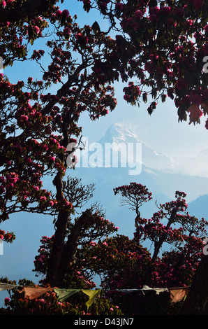 Rododendri ed Annapurna Himal da Poon Hill, Annapurna Area di Conservazione, Dhawalagiri, Pashchimanchal, Nepal Foto Stock