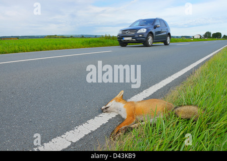 Dead Volpe rossa sul lato della strada, Hesse, Germania Foto Stock