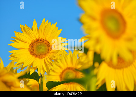 Campo di girasole, Arnstein, Main-Spessart, Franconia, Baviera, Germania Foto Stock