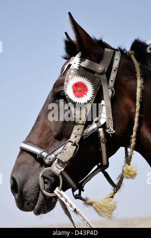 Close-up di cavallo, Meknes, Marocco Foto Stock