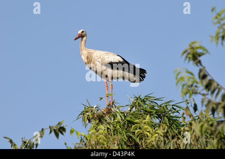 Cicogna bianca nella struttura ad albero superiore, Chellah, Marocco Foto Stock