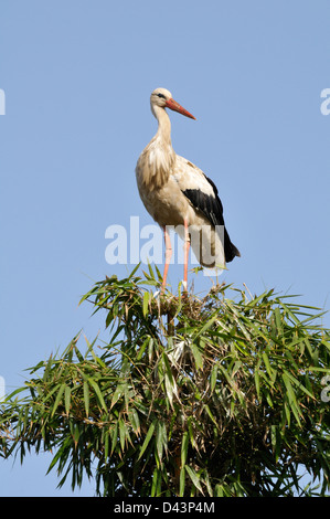 Cicogna bianca nella struttura ad albero superiore, Chellah, Marocco Foto Stock