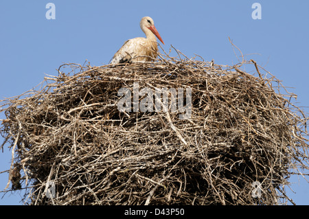 Cicogna bianca in nido, Chellah, Marocco Foto Stock