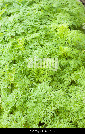 Foglie di veleno la cicuta, Conium maculatum Foto Stock