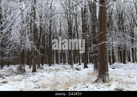 Hoare frost scena invernale, Bosco a ferry Meadows Country Park, Peterborough, CAMBRIDGESHIRE, England, Regno Unito Foto Stock