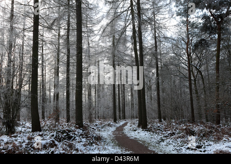 Hoare frost scena invernale, Bosco a ferry Meadows Country Park, Peterborough, CAMBRIDGESHIRE, England, Regno Unito Foto Stock