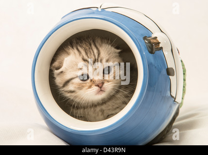 Scottish Fold gattino in una pentola su sfondo bianco Foto Stock