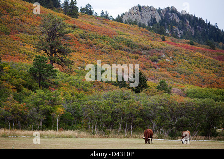 Texas Longhorns pascolo, Colorado, STATI UNITI D'AMERICA Foto Stock