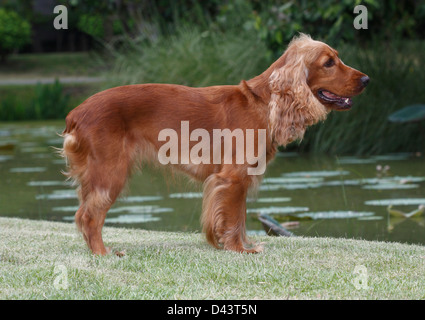 Welsh springer spaniel un bel cane in piedi sul campo in erba Foto Stock