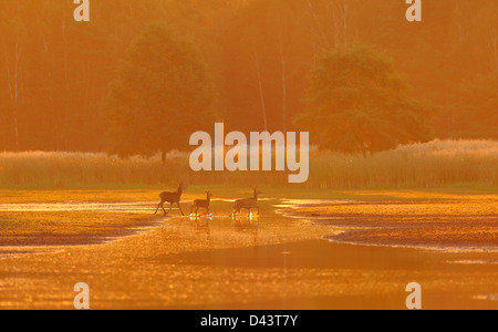 Red Deer Famiglia, Riserva della Biosfera, Alta Lusazia sassone, Germania Foto Stock