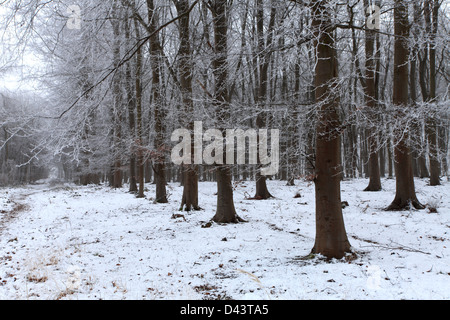 Hoare frost scena invernale, Bosco a ferry Meadows Country Park, Peterborough, CAMBRIDGESHIRE, England, Regno Unito Foto Stock