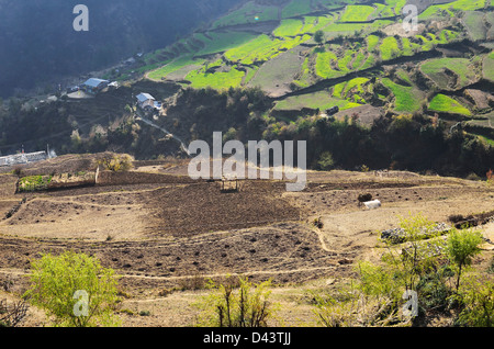 I campi di riso, Langtang National Park, Bagmati, Madhyamanchal, Nepal Foto Stock