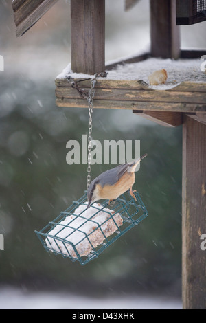 Picchio muratore su un alimentatore del giardino nella neve. Foto Stock