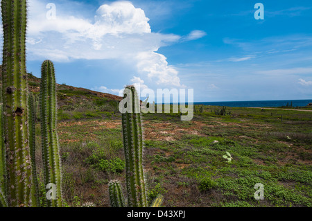 Paesaggio con cactus, Parco Nazionale di Arikok, Aruba, Piccole Antille, dei Caraibi Foto Stock