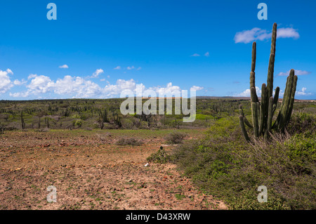 New Scenic 5 posti con cactus, Parco Nazionale di Arikok, Aruba, Piccole Antille, dei Caraibi Foto Stock