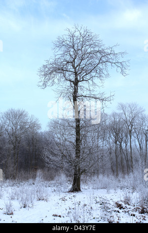 Hoare frost scena invernale, Bosco a ferry Meadows Country Park, Peterborough, CAMBRIDGESHIRE, England, Regno Unito Foto Stock