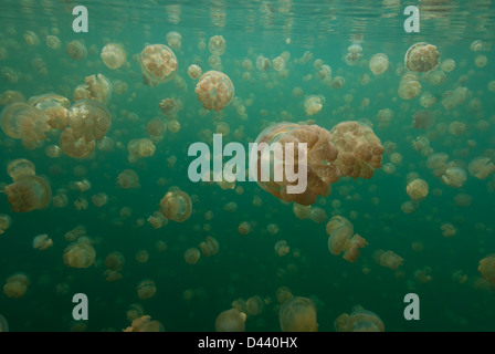 Grande gruppo di meduse Stingless (ornato Cassiopeia) subacquea, vicino alla superficie, Palau, Stati Federati di Micronesia Foto Stock