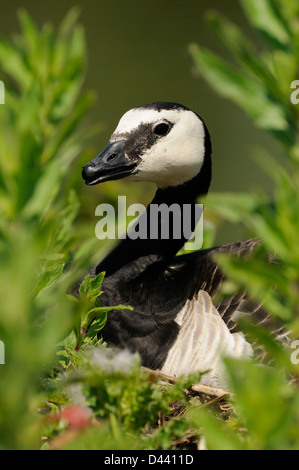 Barnacle Goose (Branta leucopsis) adulto seduto sul nido, Slimbridge, Inghilterra, può Foto Stock