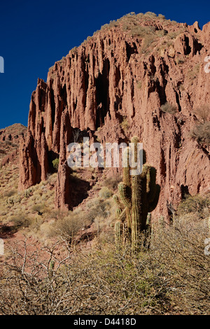 Cactus e di erosione paesaggio vicino Tupiza, rosso formazioni rocciose nel canone del Inca, Tupiza Chichas gamma, Bolivia, Sud America Foto Stock