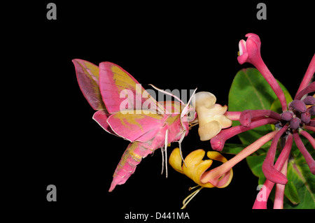 Elephant Hawkmoth (Deilephila elpenor) in volo, alimentando il caprifoglio nettare, Oxfordshire, Inghilterra, può Foto Stock