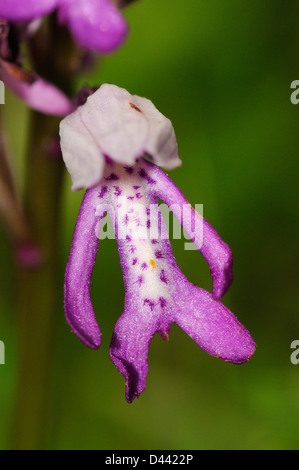 Orchidea militare (Orchis militaris) close-up di fiore singolo, Buckinghamshire, Inghilterra, può Foto Stock