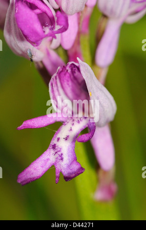 Orchidea militare (Orchis militaris) close-up di fiore singolo, Buckinghamshire, Inghilterra, può Foto Stock