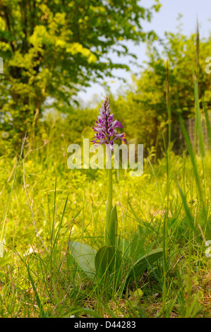 Orchidea militare (Orchis militaris) Buckinghamshire, Inghilterra, può Foto Stock