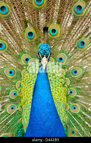 Peafowl indiano (Pavia cristatus) close-up dei maschi di visualizzazione, captive, Inghilterra, Luglio Foto Stock