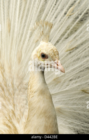 Peafowl indiano (Pavia cristatus) maschio leucistic visualizzazione, captive, Inghilterra, Luglio Foto Stock