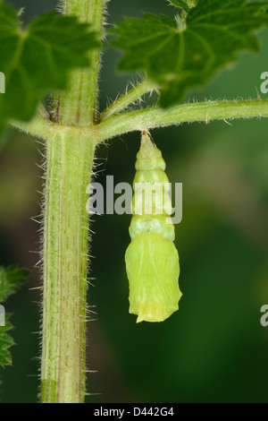 Unione farfalla pavone (Inachis io) formata di recente pupa, ancora morbida, Oxfordshire, Inghilterra, Agosto Foto Stock