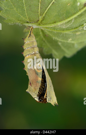 Unione farfalla pavone (Inachis io) emergenti dalla sua pupa, Oxfordshire, Inghilterra, Ottobre Foto Stock