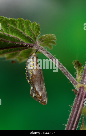 Dipinto di Lady Butterfly (Vanessa cardui) formata di recente pupa appeso Ortica foglie, Oxfordshire, Inghilterra, Giugno Foto Stock