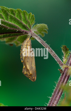 Dipinto di Lady Butterfly (Vanessa cardui) pupa appeso Ortica foglie, Oxfordshire, Inghilterra, Luglio Foto Stock