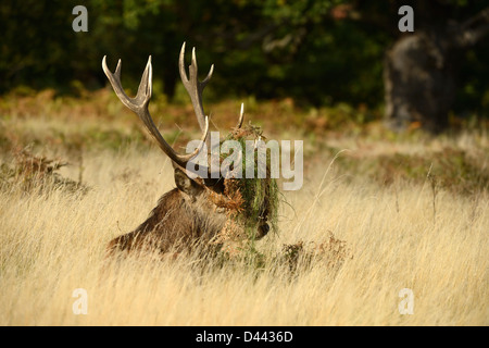 Il cervo (Cervus elaphus) stag seduto in erba lunga con il capo coperto in erba e bracken, Richmond Park, Inghilterra, Ottobre Foto Stock