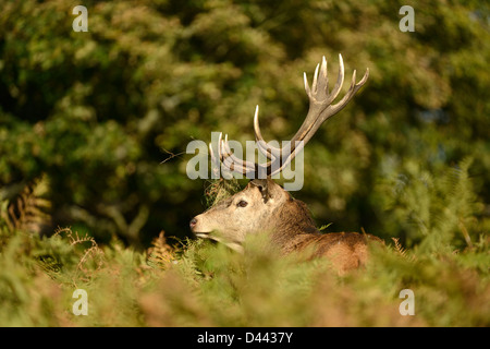 Il cervo (Cervus elaphus) stag parzialmente nascosti tra bracken, Richmond Park, Inghilterra, Ottobre Foto Stock