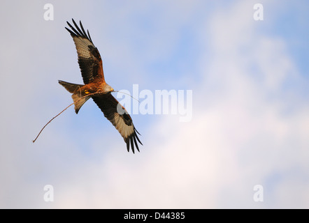 Nibbio reale (Milvus milvus) in volo con materiale di nidificazione nel suo becco, Oxfordshire, Inghilterra, Marzo Foto Stock