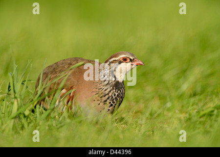 Pernici rosse (Alectoris rufa) passeggiate in erba, Oxfordshire, Inghilterra, Settembre Foto Stock