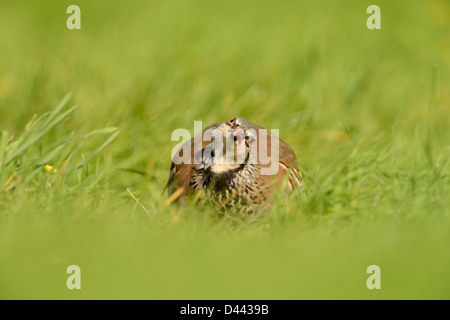 Pernici rosse (Alectoris rufa) in erba, cercando di curiosi, Oxfordshire, Inghilterra, Settembre Foto Stock